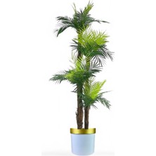 2 Gövdeli 36 Yaprak Areka Lifli Beyaz Gold Saksı