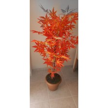 Erhan Flowers 100 cm Kızıl Çınar Agacı Plastik Saksıda