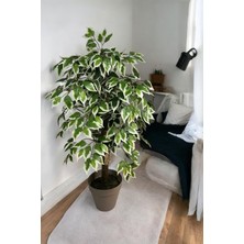 100 cm Yapay Ficus Ağacı Doğal Görünüm ve Uzun Ömürlü Özelliklerle Dekoratif Kullanım İçin
