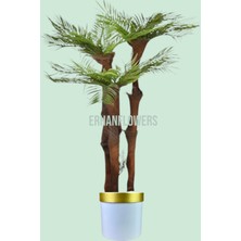 150 cm  3 Gövdeli Lifli Areka Beyaz Gold  Saksıda