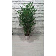 Erhan Flowers Yapay Ağaç Benjamin 180 cm
