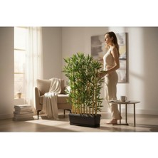 Erhan Flowers 10'lu 120 cm Bambu 50 cm Plastik Saksı