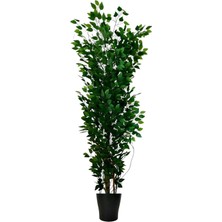 Erhan Flowers Benjamin 200 cm Plastik Saksı