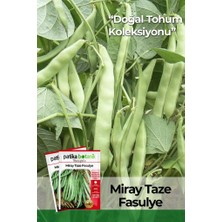 Patika Botanik 50 Adet Miray Fasulye Tohumu