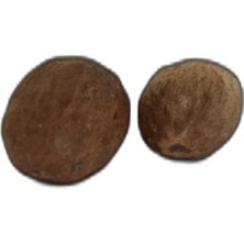 Elma Shop Hint Cevizi Muskat Küçük Hindistan Cevizi Doğal 10 gr Paket