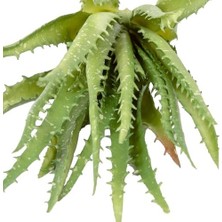 Yapay Kaktüs Sukulent Yeşil 23 cm