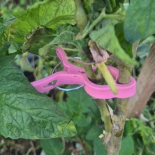 Dme Flora Bitki Bağlama Destek Mandalı 10 Adet Büyük Boy