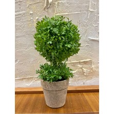 FB Cup Geometrik Estetik: Ikili Küre Formlu Canlı Yeşil Dekoratif Bitki (24 cm x 10 Cm)