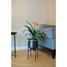 Şık Metal Saksı Ayaklı Çiçeklik, Siyah-Gold Dekoratif Tasarım, 41X21CM