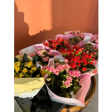 Greenvila Kalanşo Çiçeği (Kalanchoe) Masa Boyu - Canlı Ev ve Ofis Bitkisi - 4 Renk Seçeneği