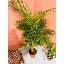 Greenvila Areka Palmiyesi Areca Dypsis Lutescens 140-160CM