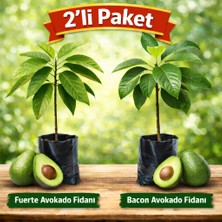 Taber Aşılı 2’li Avokado Fidanı (Fuerte + Bacon) – Soğuğa Dayanıklı, Tüplü, 50–70 cm