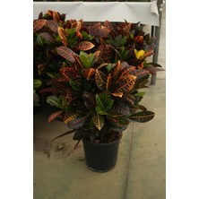 İklim Garden Kroton Bitkisi Codiaeum Variegatum  3 Köklü - 30-70 cm  21 Lik Saksı Büyük Boy Otel,ev,ofis ve Iç Bitkisi