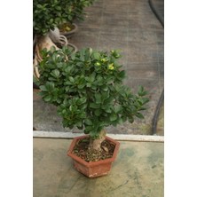 İklim Garden Bonzai Ağacı Bonsai Bitkisi 3-7 Yaş  Ofis,ev,otel Bitkisi Iç Mekan Bitkisi Ficus Ginseng Bonsai,