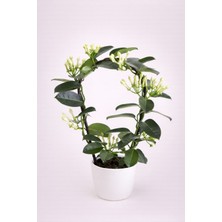 Tomurcuk Trend Stephanotis Floribunda (Madagaskar Yasemini) – Kokulu Sarılıcı Bitki