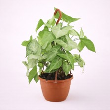 Tomurcuk Trend Syngonium Podophyllum – Ok Yapraklı Dekoratif Iç Mekân Bitkisi