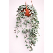 Tomurcuk Trend String Of Hearts (Ceropegia) – Sarkıcı Kalp Yapraklı Canlı Bitki