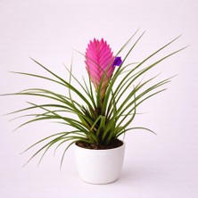 Tomurcuk Trend Tillandsia Cyanea (Pembe Tüy Çiçeği)