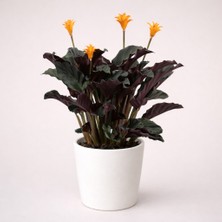 Tomurcuk Trend Calathea Crocata – Turuncu Çiçekli Dekoratif Salon Bitkisi