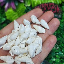Beyaz Salyangoz Deniz Kabuğu 20 mm