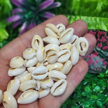 Traşlı Deniz Kabuğu 10 mm