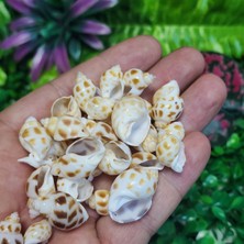 Salyangoz Deniz Kabuğu 15-20 mm