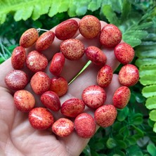 Oval Akdeniz Mercan Taşı 14 mm