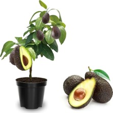 Taber Aşılı Hass Avokado Fidanı 50-70 cm - Tüplü Her Mevsim Dikilebilir Verimli Meyve Fidanı