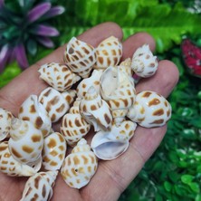 Salyangoz Deniz Kabuğu 20-30 mm