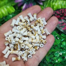 Salyangoz Deniz Kabuğu Içi Silindir