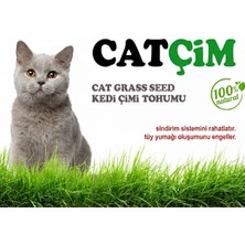 Kedi Çimi Tohumu 1kg Arpa Buğday Yulaf. (3lü Karışım) 1kg