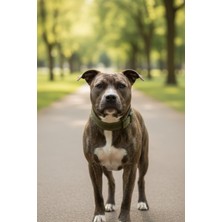 Zendog Zen Dog Klasik Köpek Boyun Tasması – Ayarlanabilir, Dayanıklı Dokuma, Metal Tokalı Yeşil Köpek Tasması