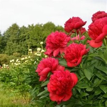 CSY 12 Adet Şakayık Çiçeği Yumrusu..karışık Renkler.yeni Mahsul. 5 Renkkarışık