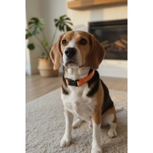 Zendog Zen Dog Köpek Boyun Tasması – Ayarlanabilir, Dayanıklı Dokuma, Güvenli Kilitli Turuncu