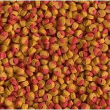 Tetra Cichlid Colour Mini 250 Gram Balık Yemi