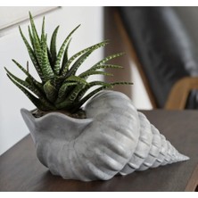 Talha3D Deniz Kabuğu Dekoru Saksı