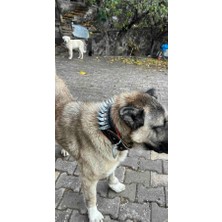 Sürmeli Tasma Kangal Çoban Köpek Tasması Gladyatör Model Hakiki Deri 1. Sınıf
