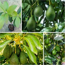 Taber Aşılı Pinkerton Avokado Fidanı 50-70 cm - Tüplü Bodur Gelişimli ve En Uzun Meyve Veren Tür