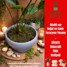 Saksı Durağı Canlı Doğal Kaya Yosunu 80X80CM Teraryum ve Süslemeler Için