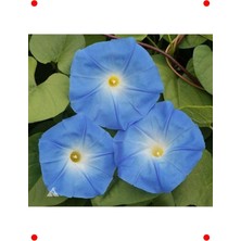 MarkEntegra Sarmaşık Tohumu - 50 Adet