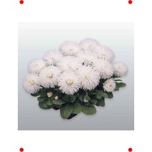 MarkEntegra Beyaz Katmerli Şeker Papatya Tohumu - 20 Adet