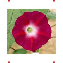 MarkEntegra Kırmızı Sarmaşık Tohumu - 50 Adet