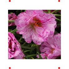 MarkEntegra Katmerli Kırcıllı Kırmızı Ipek Çiçeği Tohumu - 40 Adet