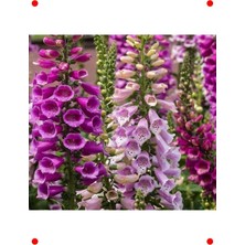 MarkEntegra Digitalis Tohumu Karışık Renkler - 550 Adet