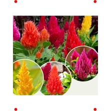 MarkEntegra Horoz Ibiği Püskül Tohumları - 200 Adet Karışık Renk