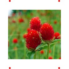 MarkEntegra Kırmızı Medine Düğmesi Tohumu - 50 Adet