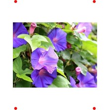 MarkEntegra Gündüz Sefası Çiçeği Tohumu (25+ Adet)