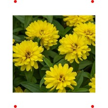 MarkEntegra Sarı Kirli Hanım Çiçeği Tohumu (10 Adet)