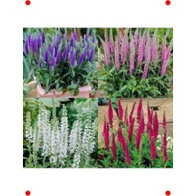 MarkEntegra Veronika Çiçeği Tohumu - Zarif Bahçe Bitkisi