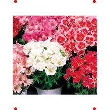 MarkEntegra Karışık Renkli Godetya Tohumu (5 Adet)